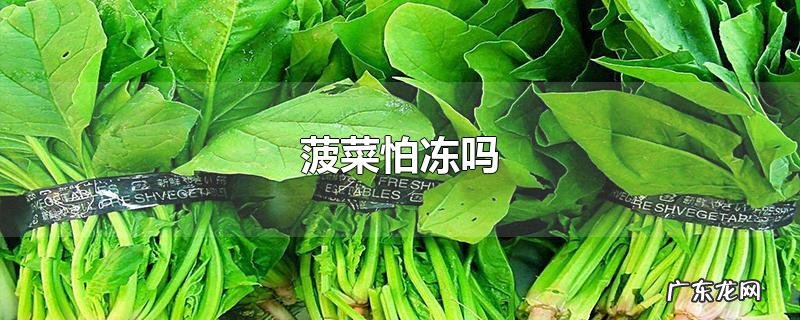 菠菜怕冻吗