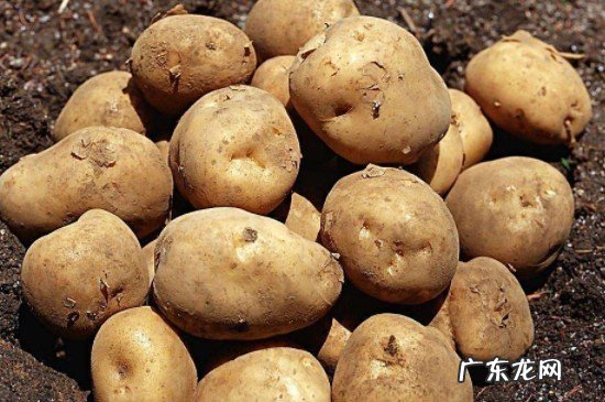 土豆发芽了把芽去掉还能吃吗