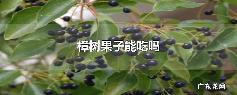樟树果子能吃吗