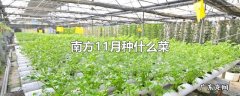 南方11月种什么菜