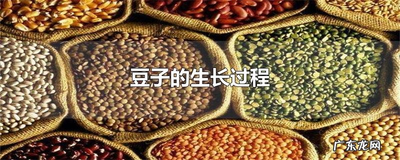 豆子的生长过程