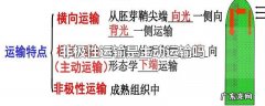 非极性运输是主动运输吗