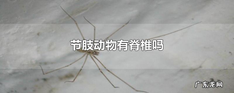 节肢动物有脊椎吗