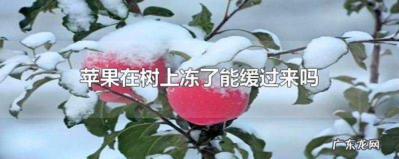 苹果在树上冻了能缓过来吗