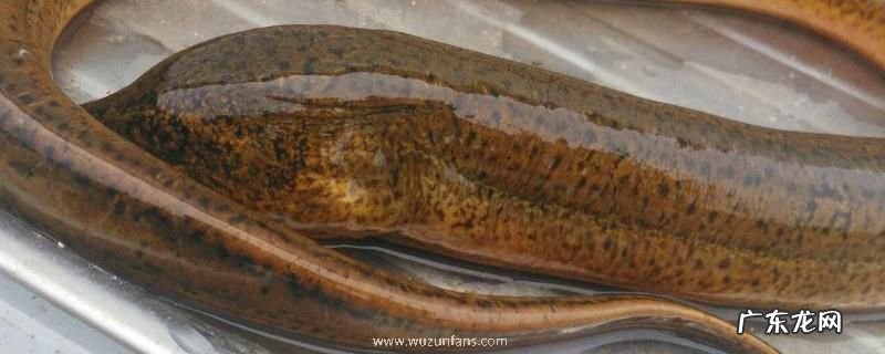 黄鳝养殖网箱制作及安装,网箱的制作高度可适度调节