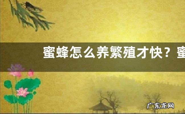 蜜蜂怎么养繁殖才快?蜜蜂如何能快速分蜂