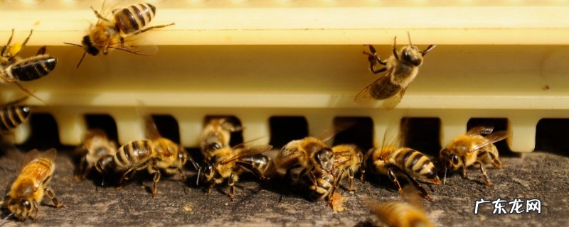 蜜蜂什么时候繁殖快?蜜蜂怎样养繁殖才快