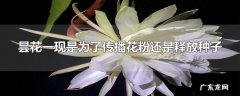 昙花一现是为了传播花粉还是释放种子