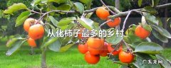 从化柿子最多的乡村