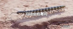 马陆虫有毒吗