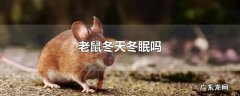 老鼠冬天冬眠吗