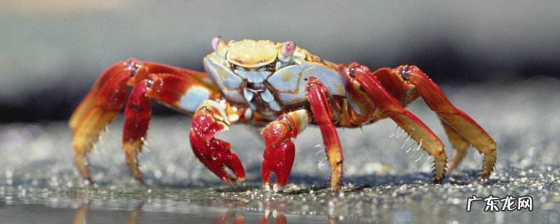 螃蟹和黄豆芽可以一起吃吗