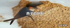 燕子的外形