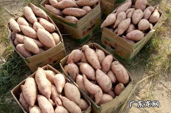 刚刨的红薯如何保存
