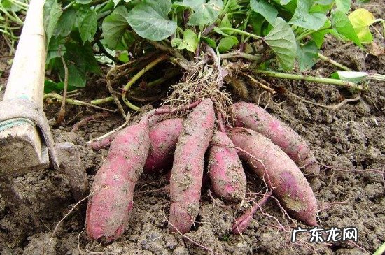 刚刨的红薯如何保存