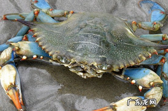 螃蟹冰冻死了多久不能吃了