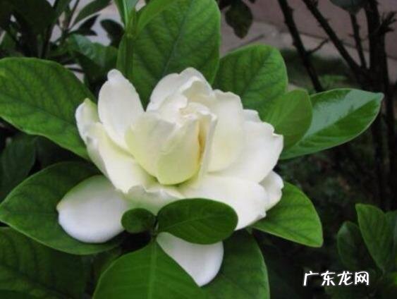 水栀子和栀子的区别