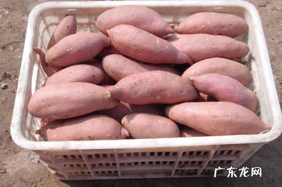 地瓜怎样保存才不会烂