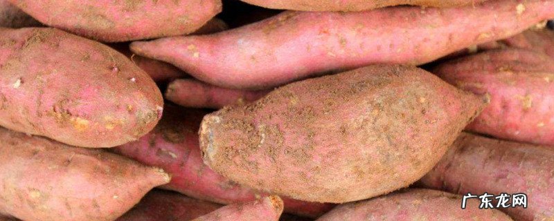 地瓜怎样保存才不会烂