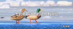 飞到南方过冬的动物有哪些