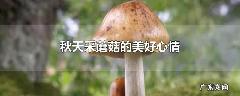 秋天采蘑菇的美好心情