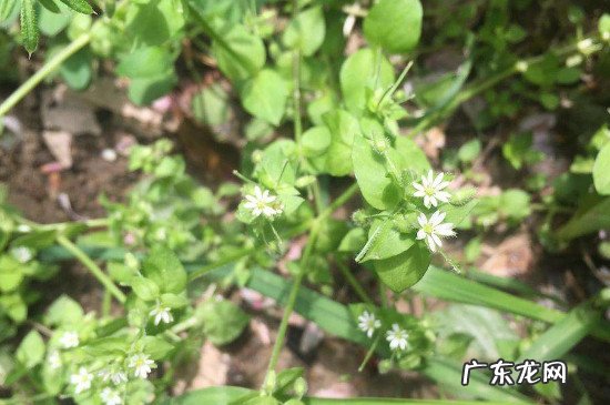 花叶滇苦菜的作用与功效