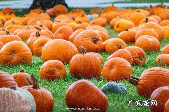 南瓜禁忌人群
