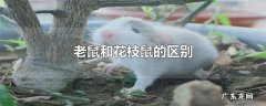 老鼠和花枝鼠的区别