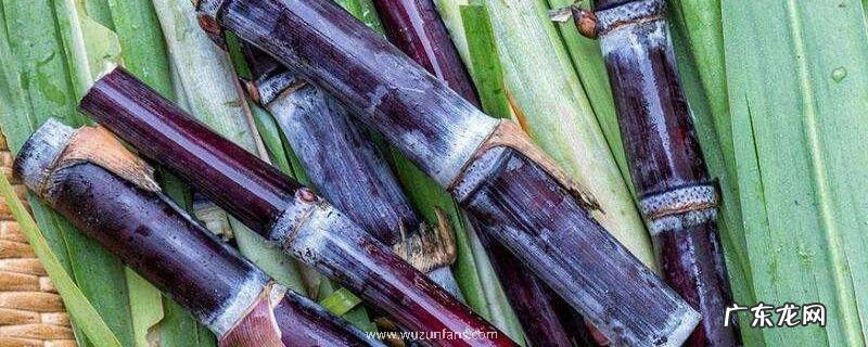 吃甘蔗会上火吗?为什么?