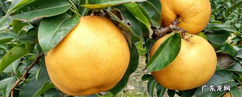 梨可以和柿子一块吃吗