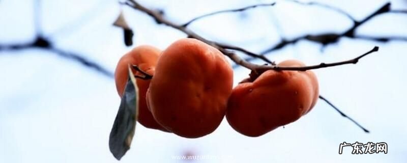 柿子和人参果可以一起吃吗