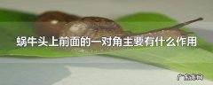 蜗牛头上前面的一对角主要有什么作用
