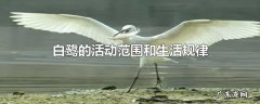 白鹭的活动范围和生活规律