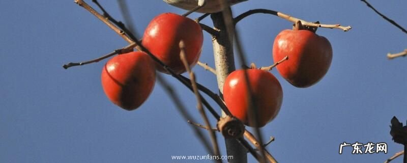 柿子与茶能一起吃吗