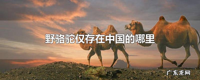 野骆驼仅存在中国的哪里