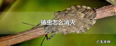 蝽虫怎么消灭