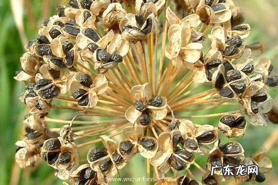 吃韭菜籽有什么禁忌