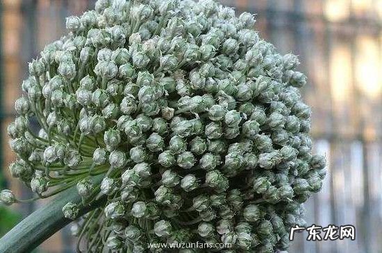 吃韭菜籽有什么禁忌