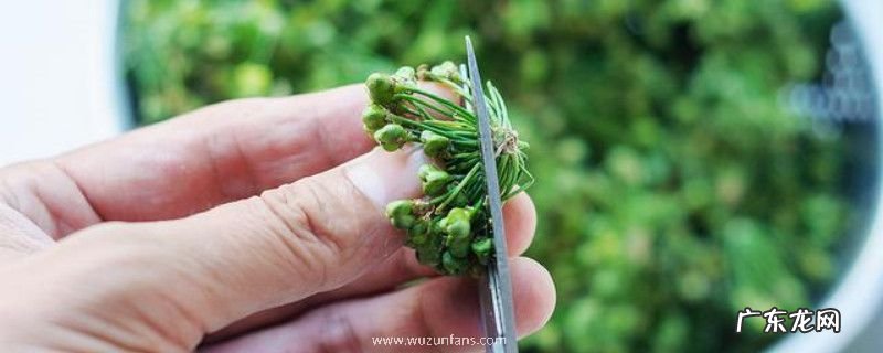 吃韭菜籽有什么禁忌