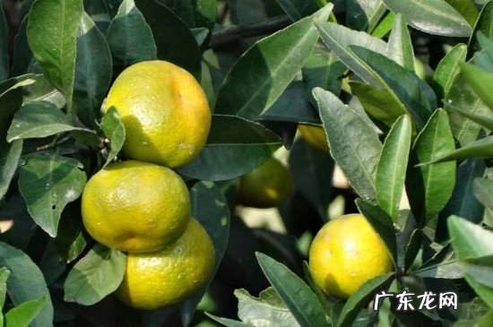 桔子上火还是去火