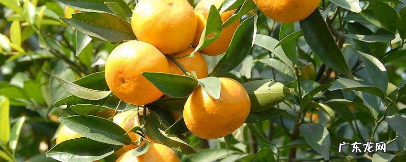 桔子上火还是去火