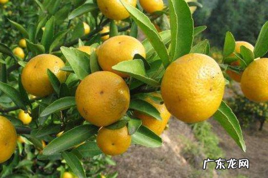 桔子上火还是去火