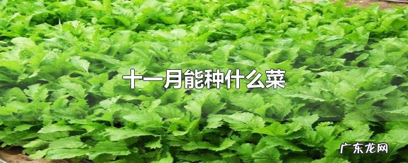 十一月能种什么菜