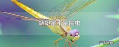 蜻蜓是不是昆虫