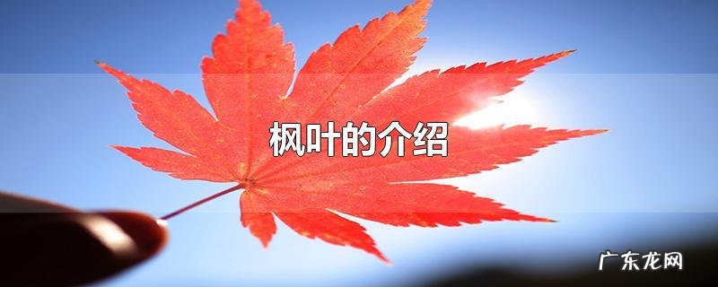 枫叶的介绍