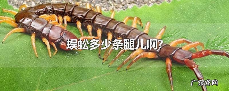 蜈蚣多少条腿儿啊?