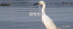 白鹭大小