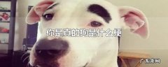 你是真的狗是什么梗