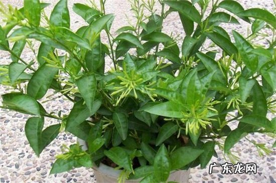 夜香花什么人不能吃