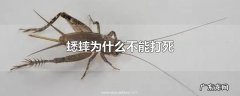 蟋蟀为什么不能打死
